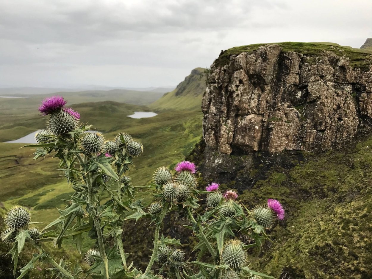 Чертополох Шотландия