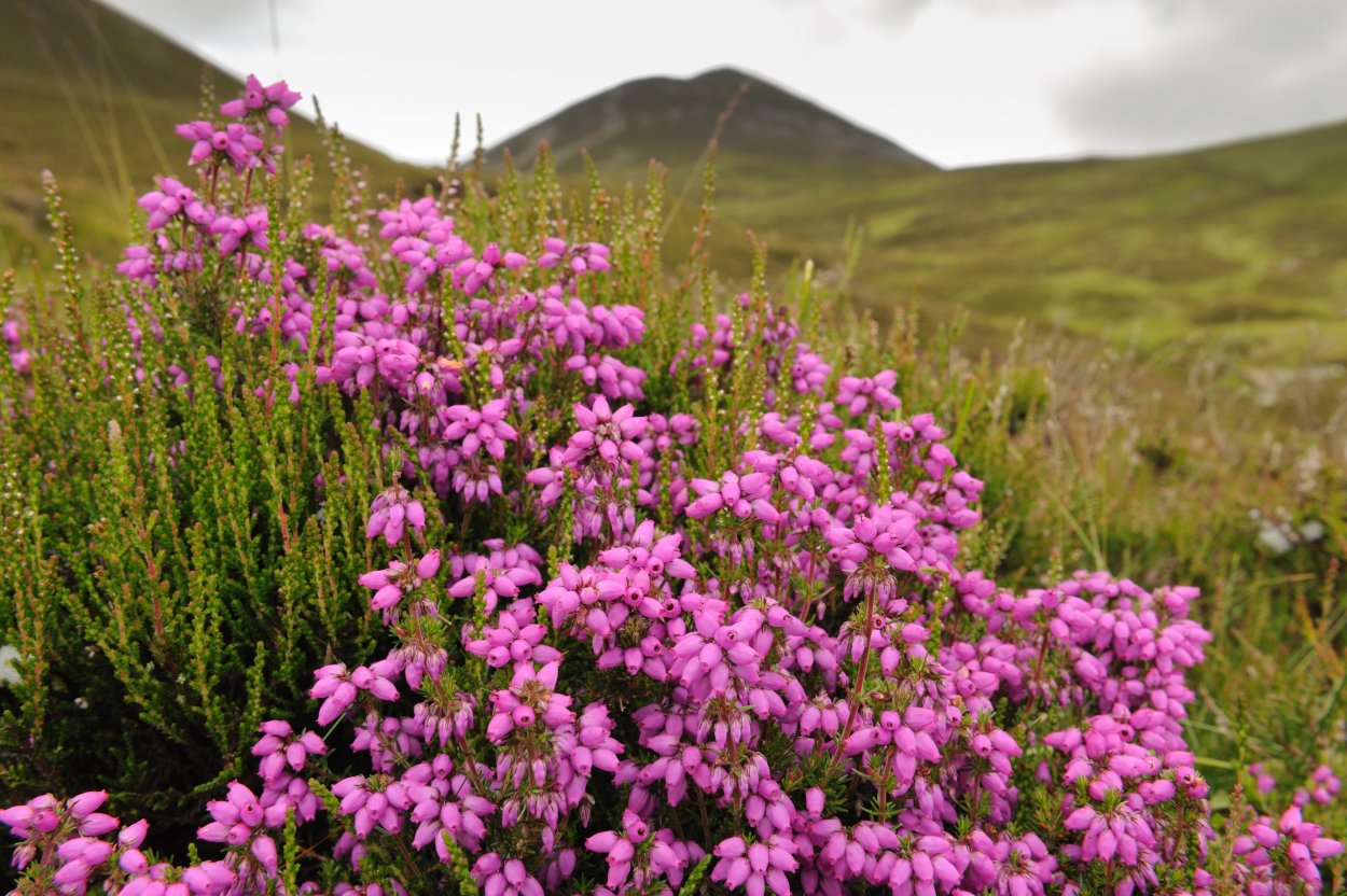 Чертополох и Шотландская клетка