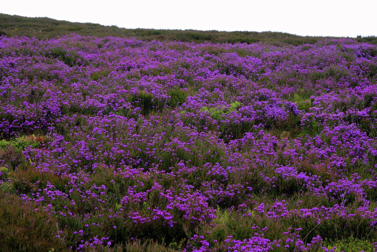 Вересковые пустоши Шотландии