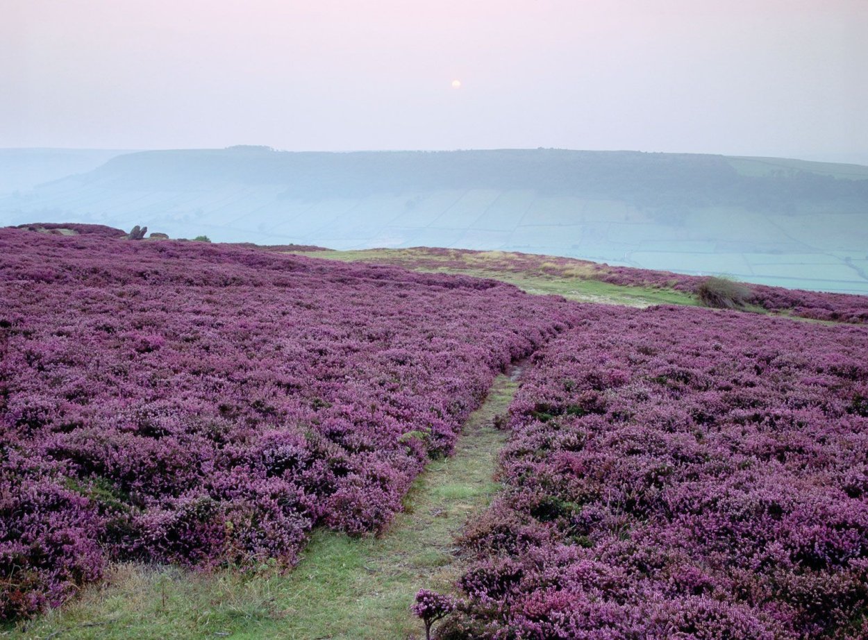 Цветущий луг Сибирь