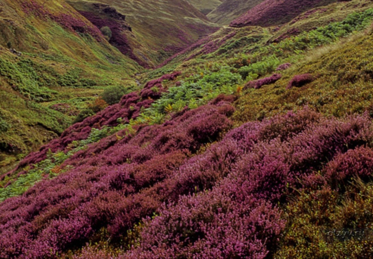 Вересковые пустоши в Англии