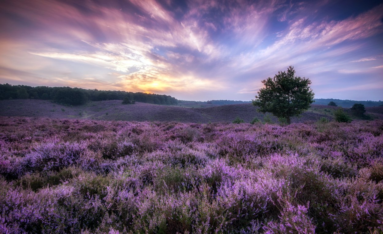 Зеленеющие Луга Ирландии