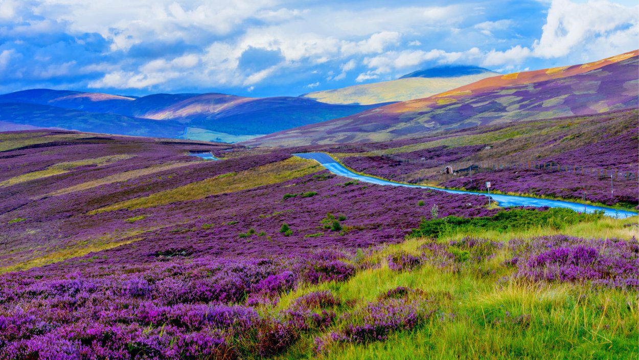 Вересковые холмы Йоркшира