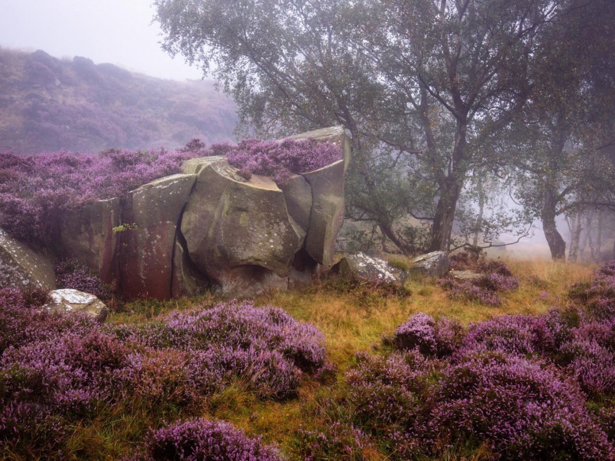 Шотландия Весна цветы