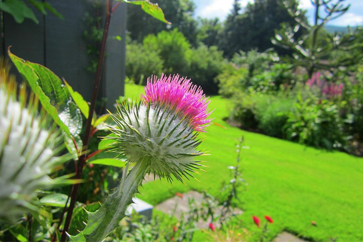 Национальный символ Шотландии чертополох