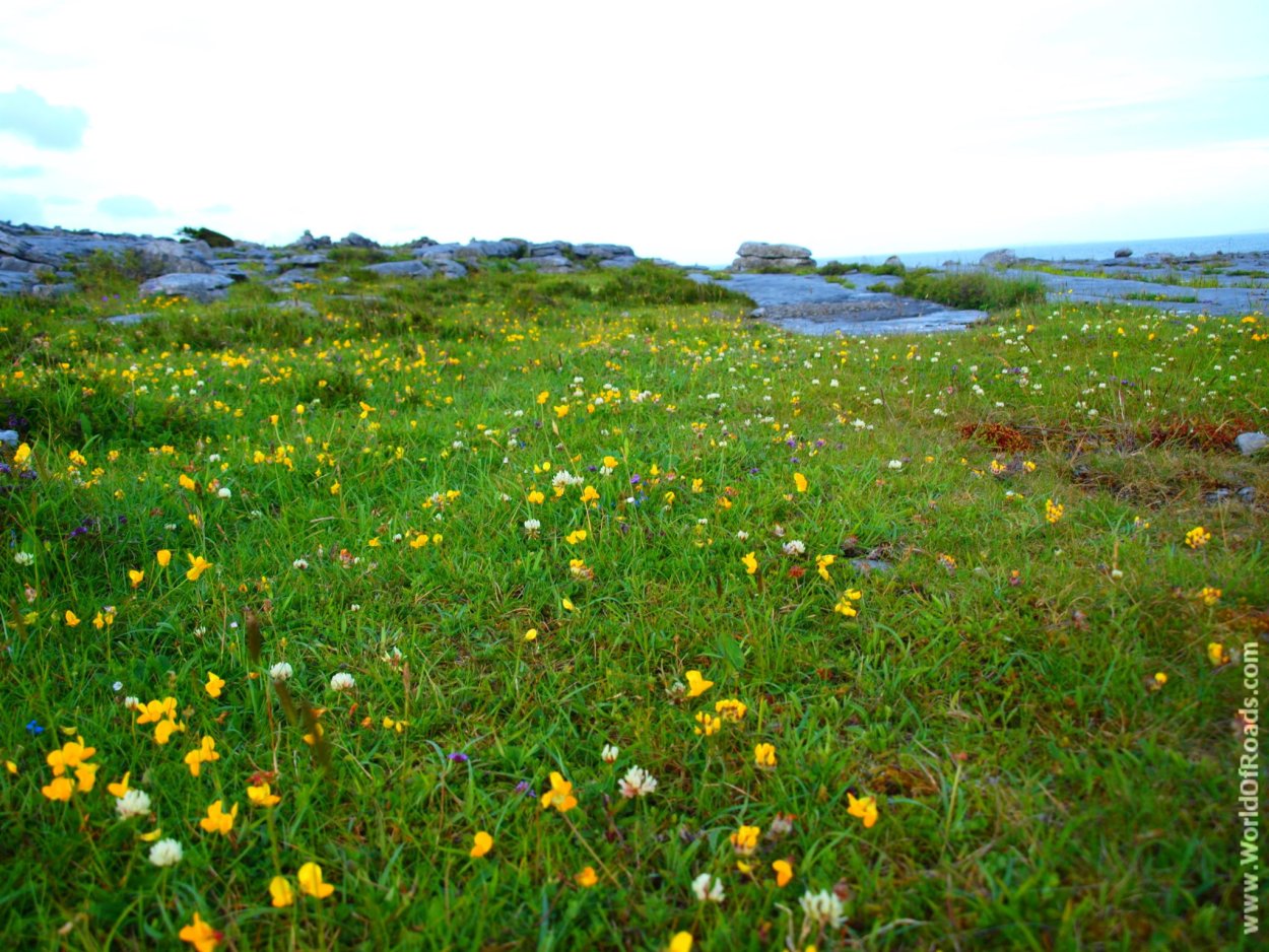 Чертополох символ Шотландии картинки