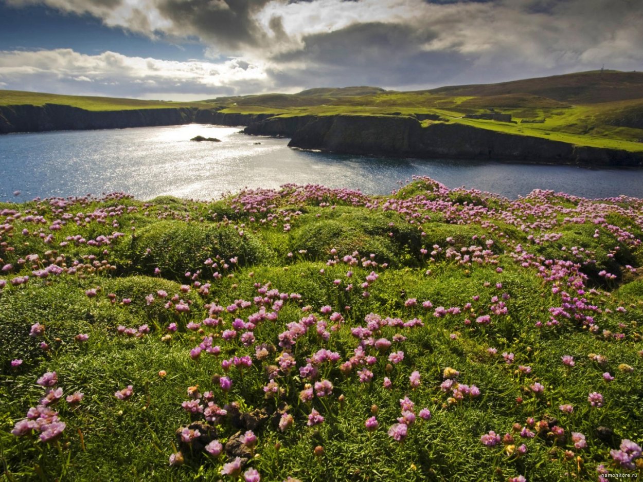 Шотландия цветок чертополоха