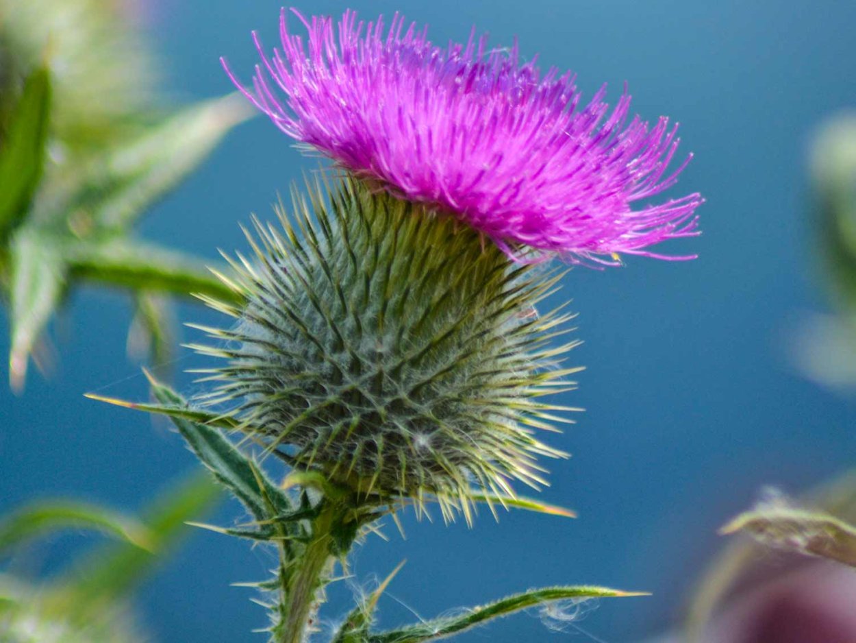 Чертополох Шотландия