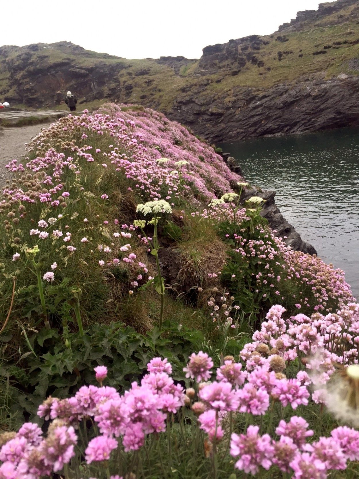 Сиреневые горы Шотландии
