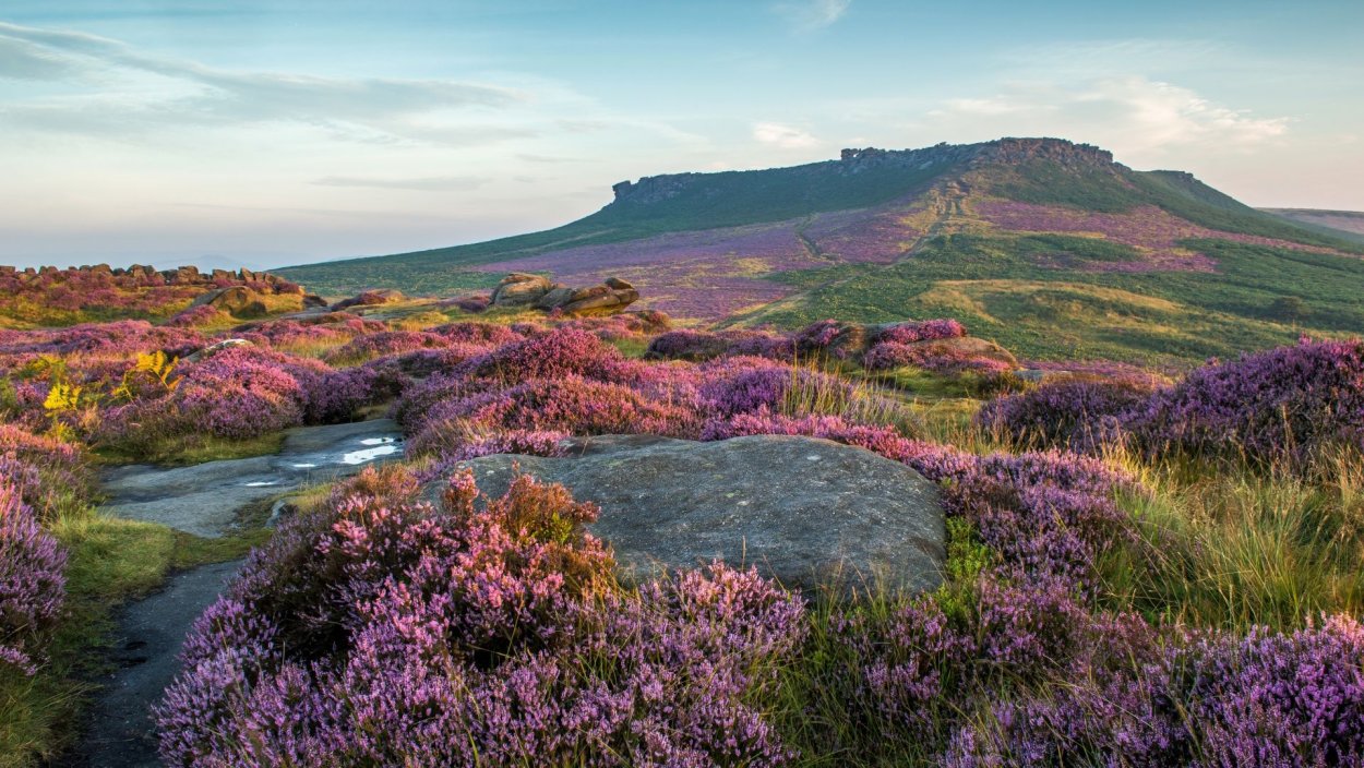 Чертополох сизоватый