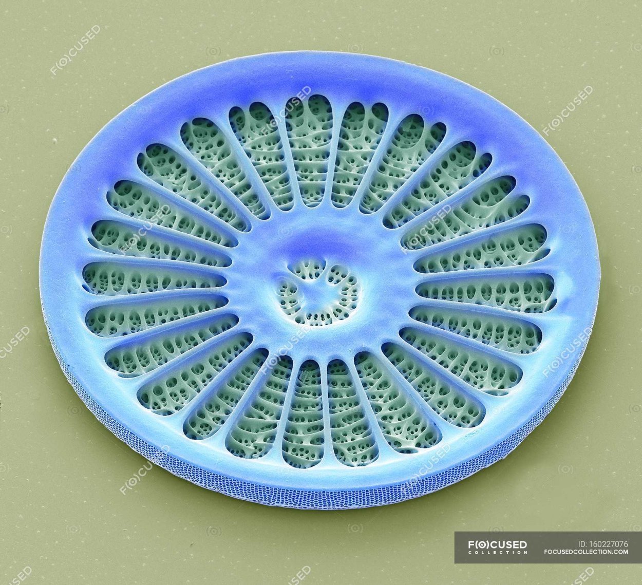 Diatom Silver
