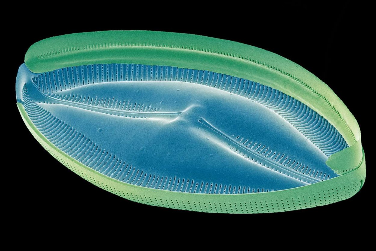 Licmophora водоросль