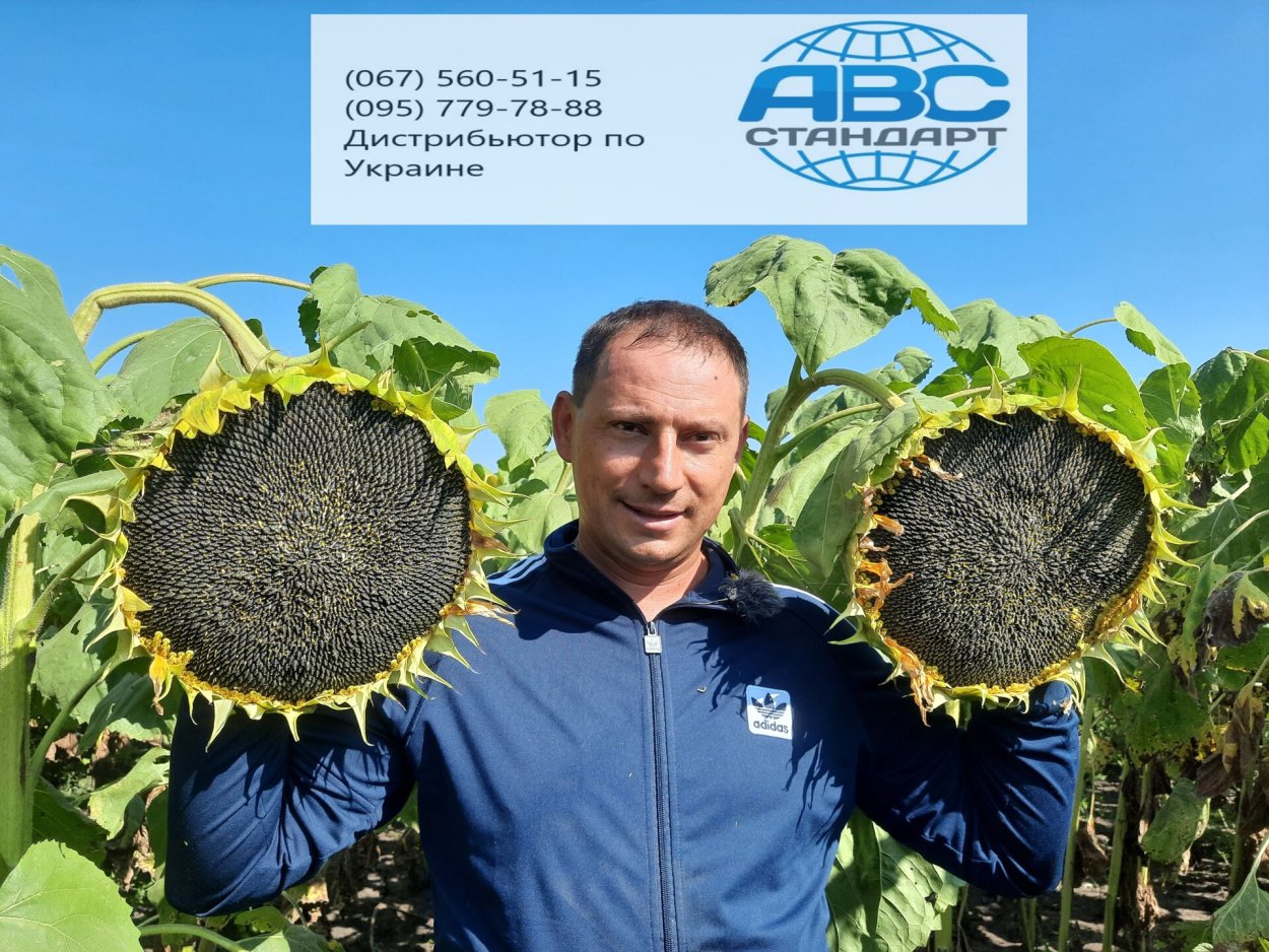 Подсолнечник монгольский гигант
