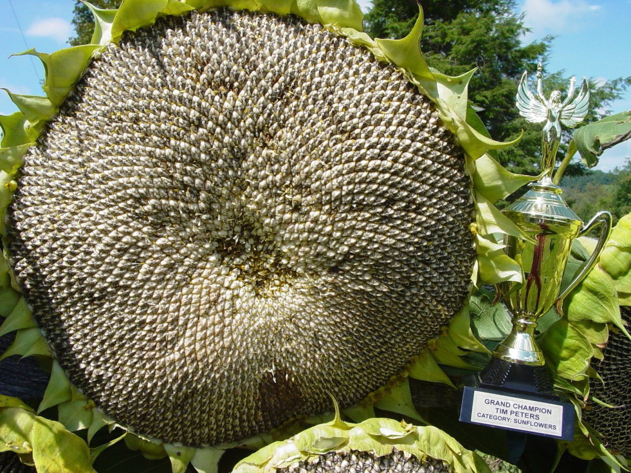 Расы заразихи подсолнечника