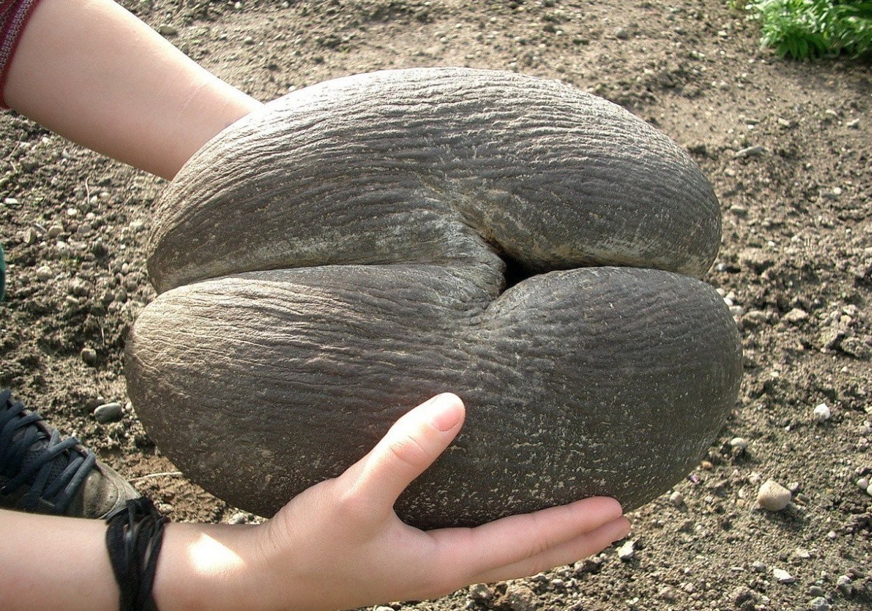 Монгольский гигант подсолнух