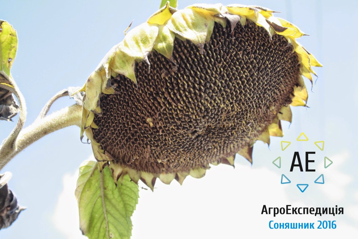 Подсолнечник в руках