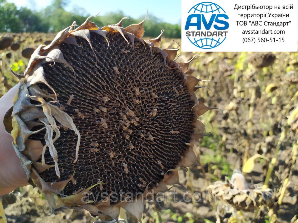 Марица подсолнечник