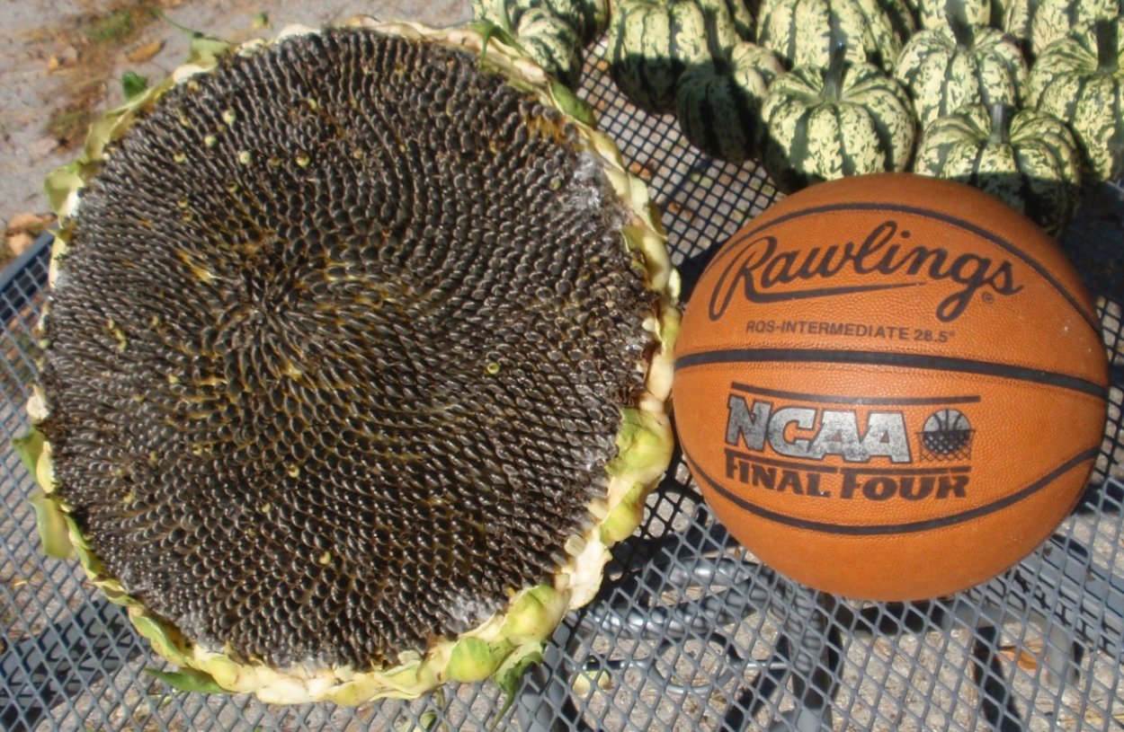 Ирен КЛП гибрид подсолнечника