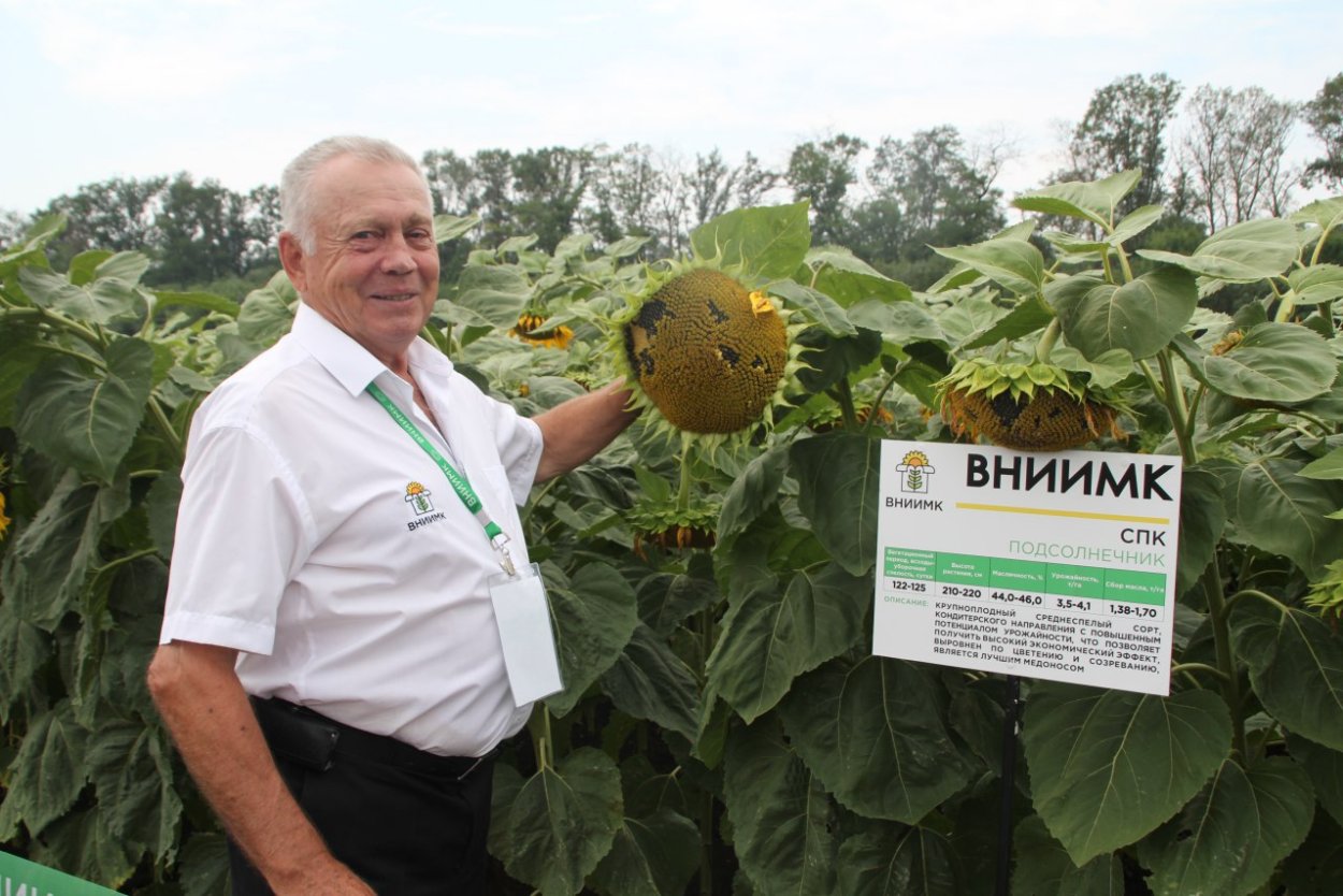 Семечка подсолнуха