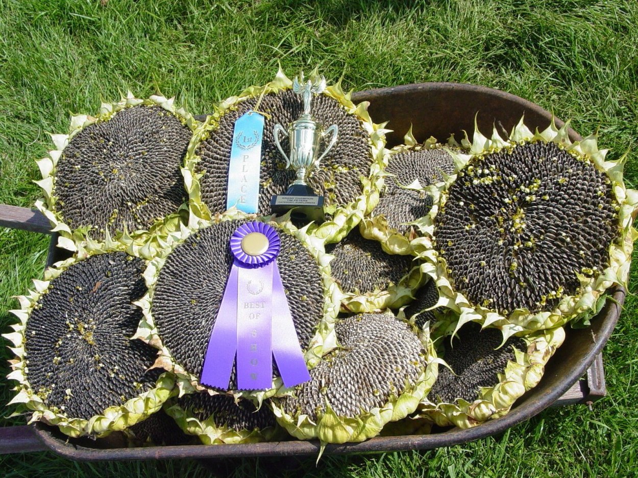 Подсолнечник Белла