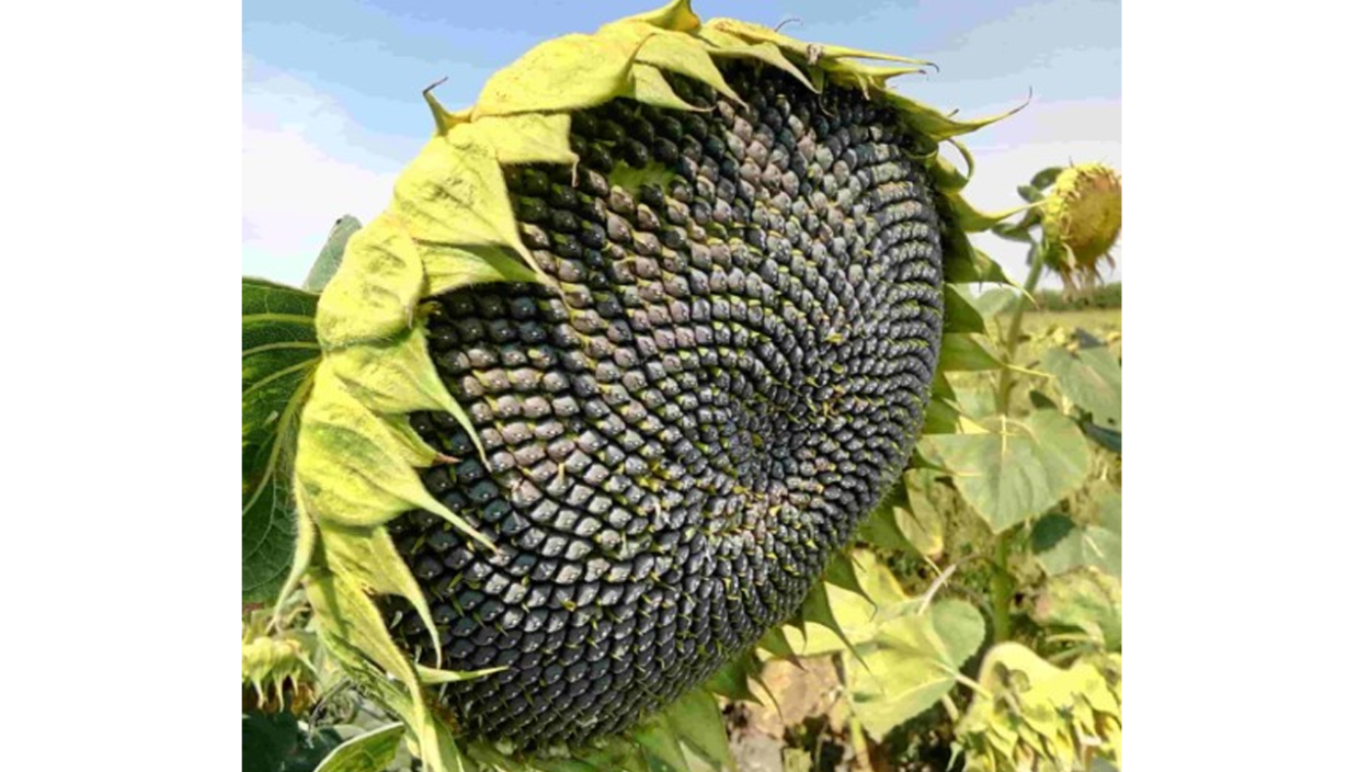 Плод подсолнечника