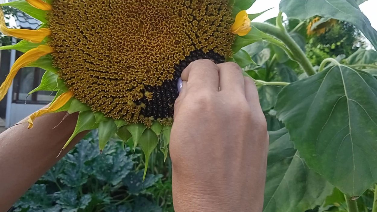 Сбор подсолнухов