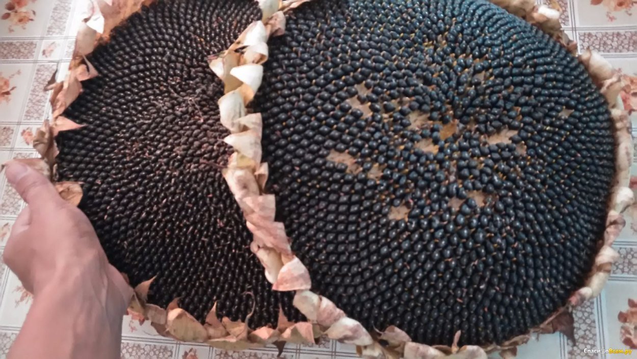 Семечко подсолнуха на белом фоне