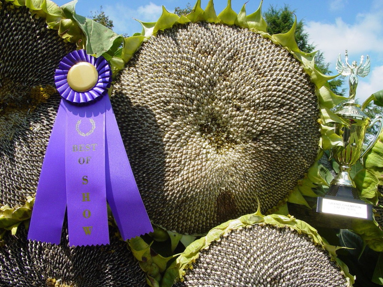 Гибрид подсолнечника Савинка