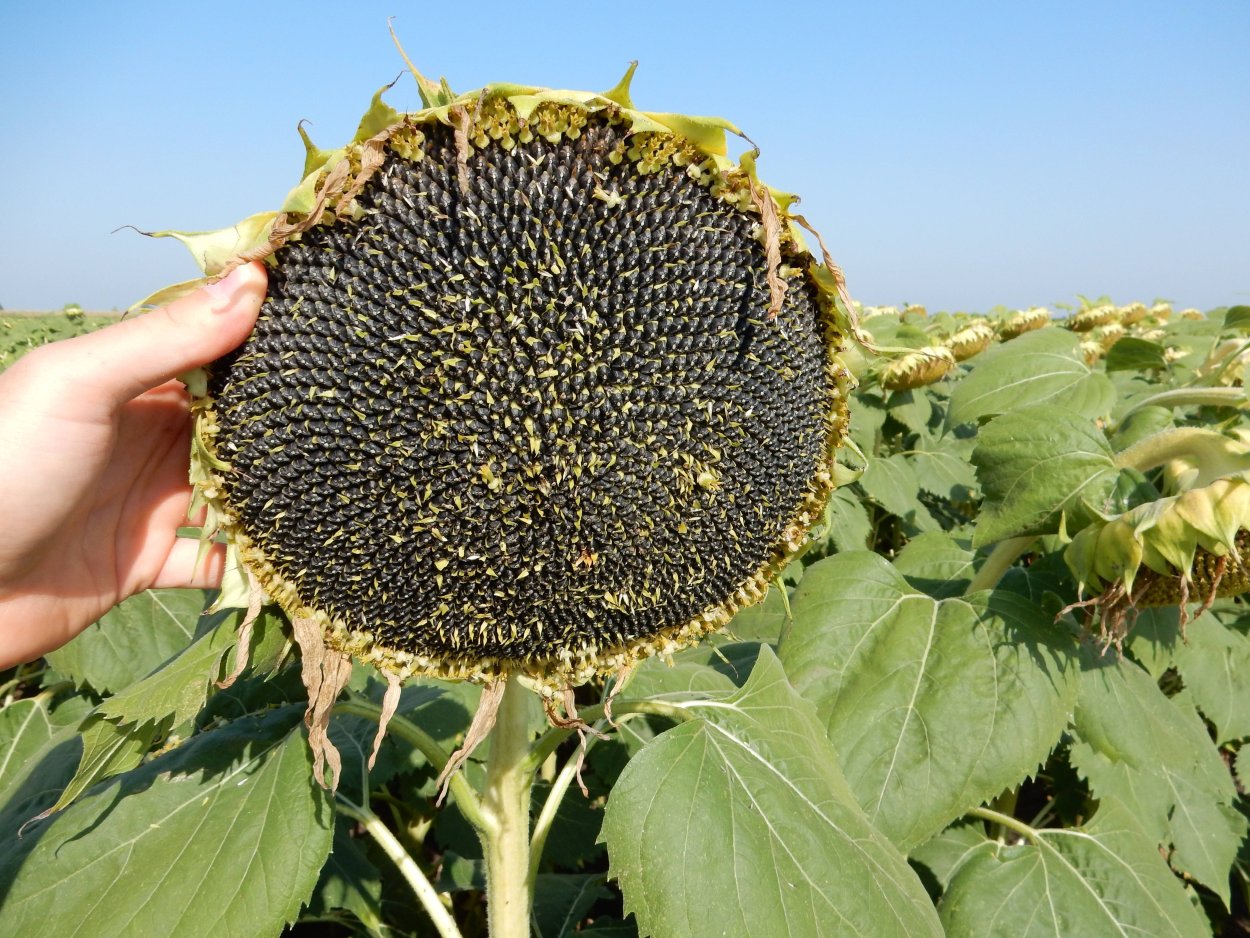 Полосатая семечка