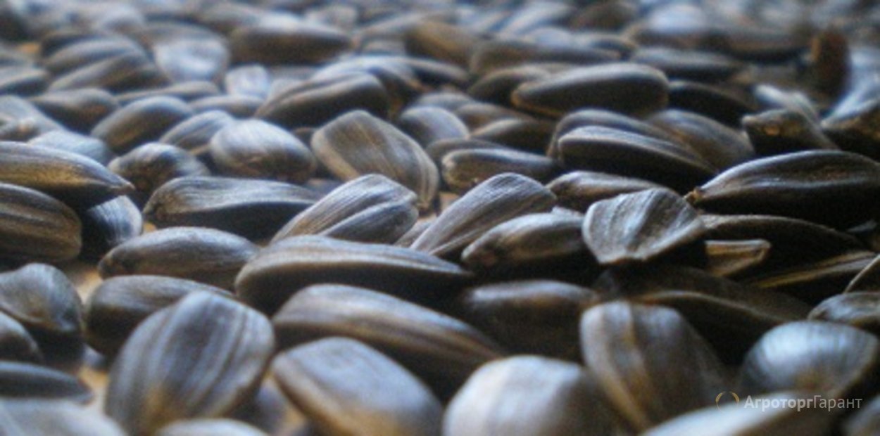 ЛГ 5485 гибрид подсолнечника