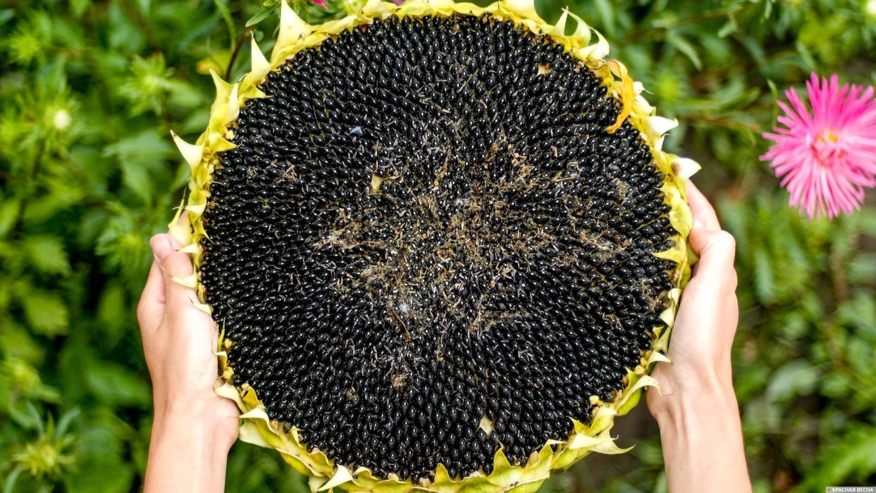 Подсолнух сорт Солнечный великан