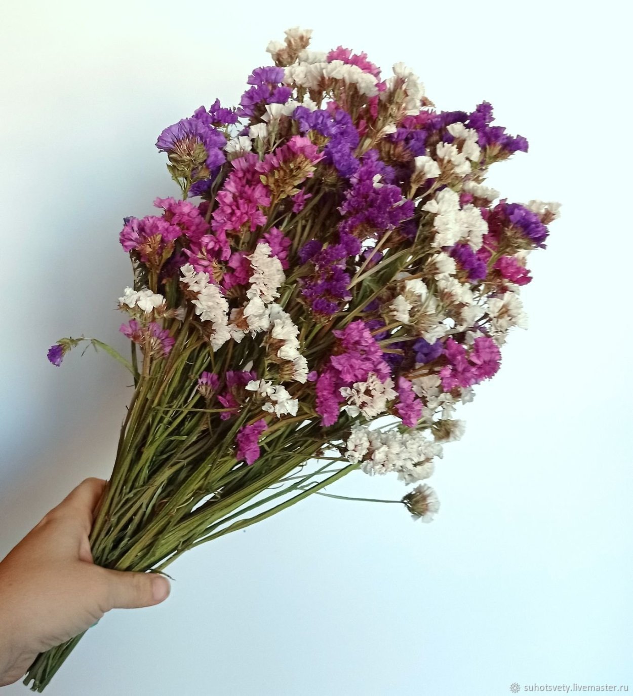 Кермек статица