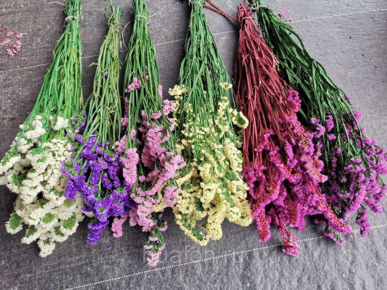 Статица Суприм