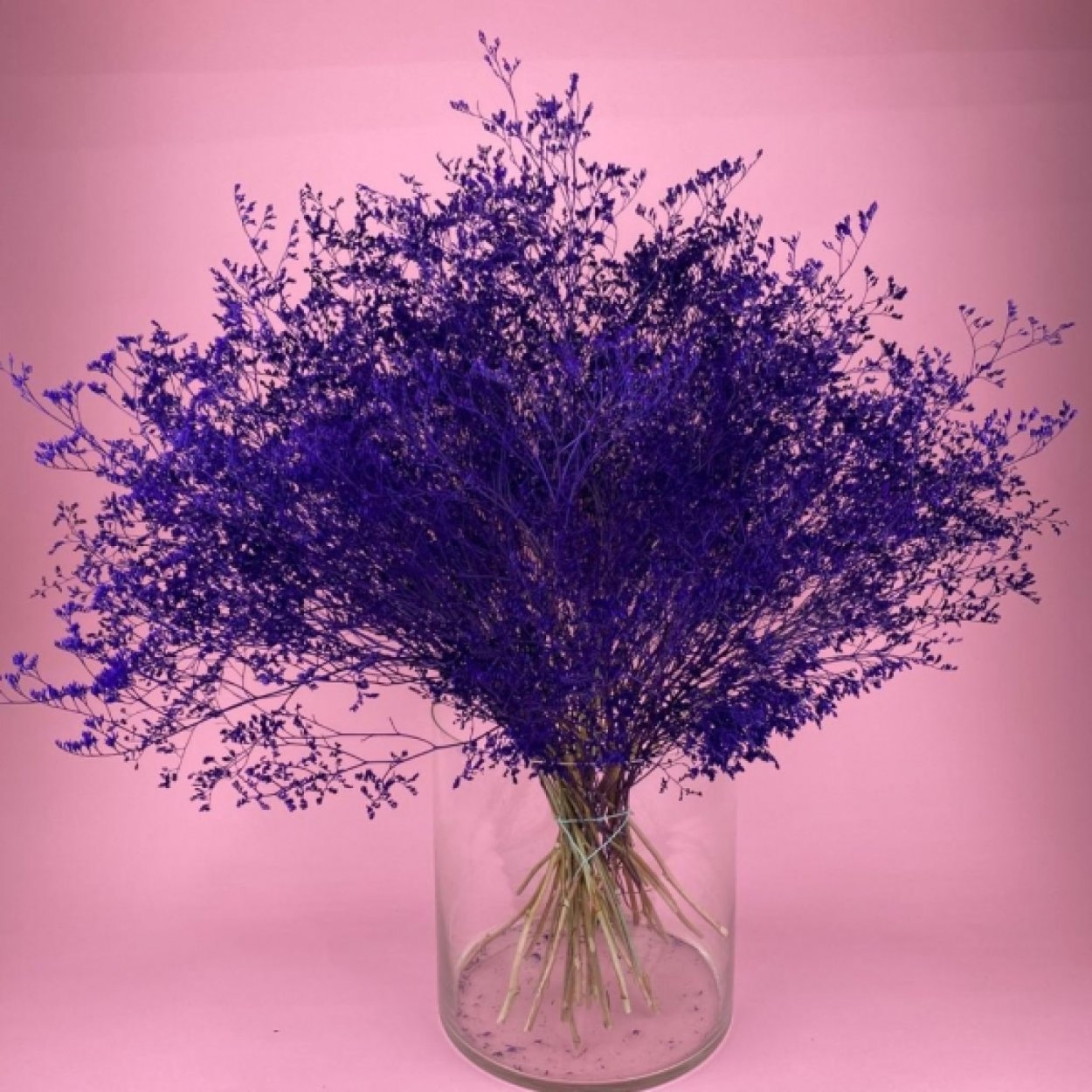 Лимониум cухоцвет