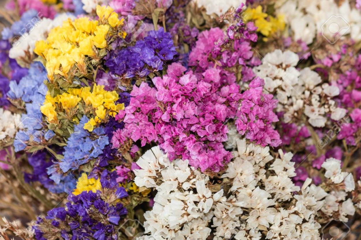 В осенних тонах лимониум