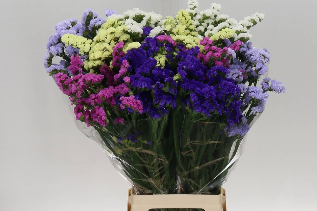 Статица голубая