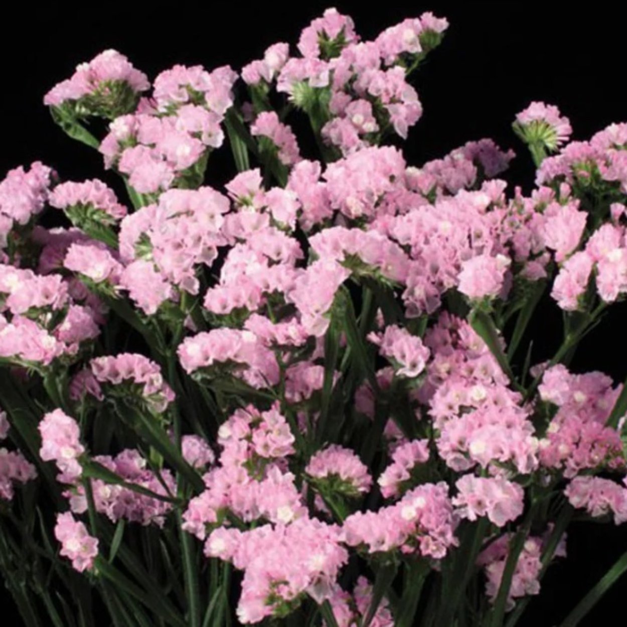 Статица Суприм цветок