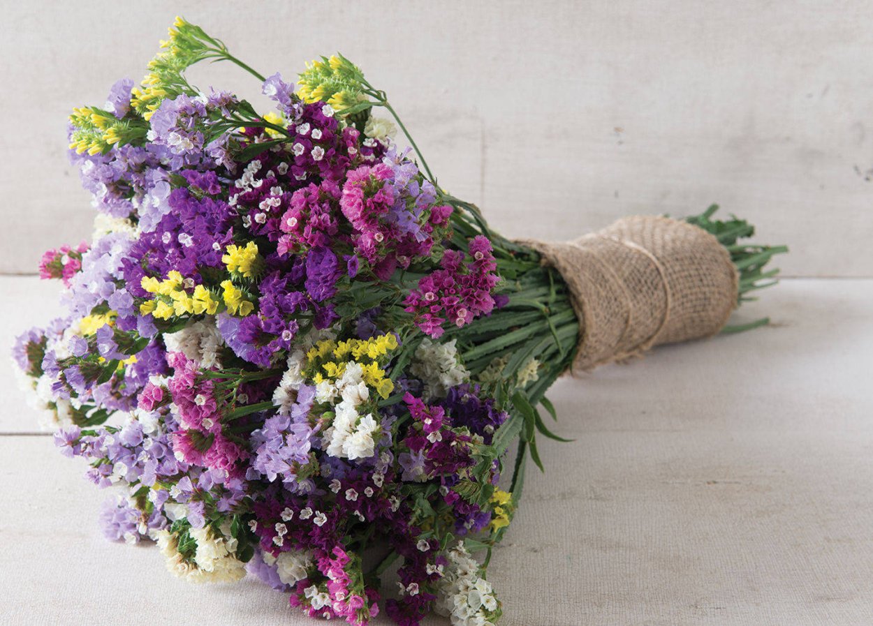 Статица цветы