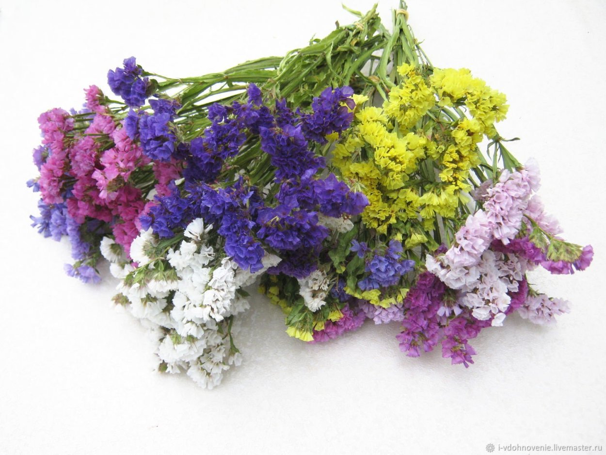 Цветок кермек лимониум семена