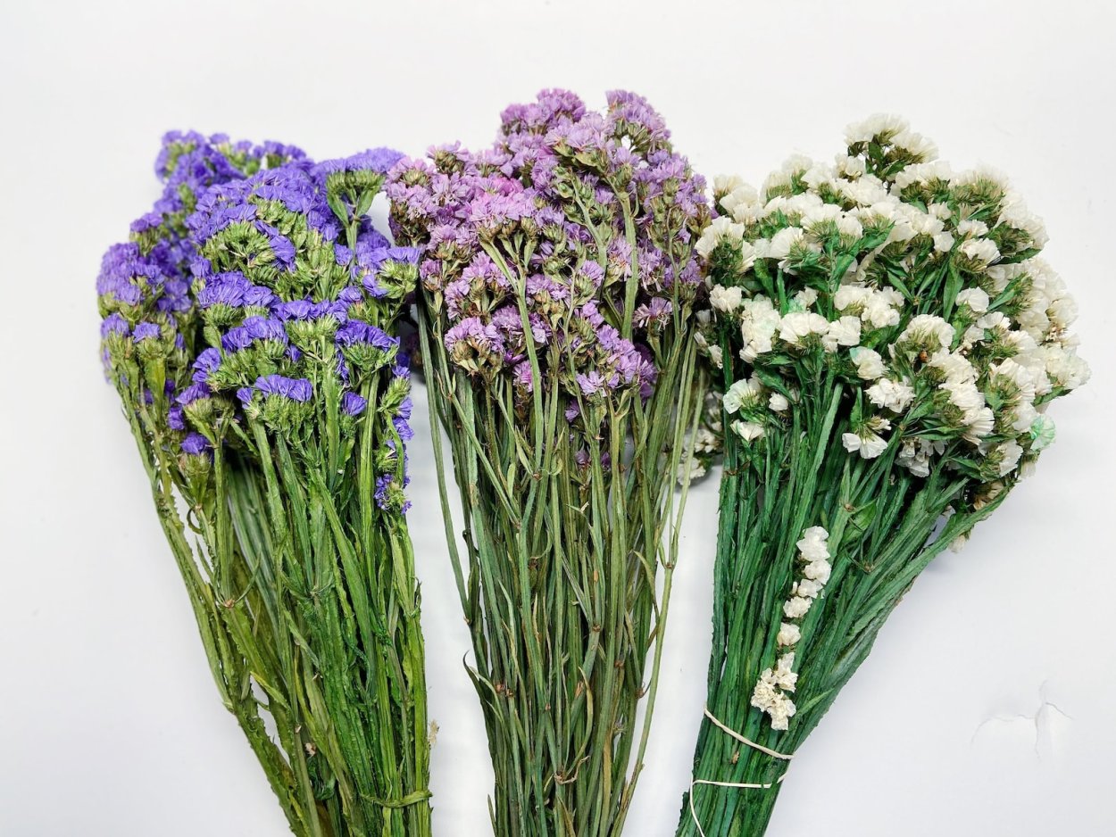 Сухоцветы кермек лимониум