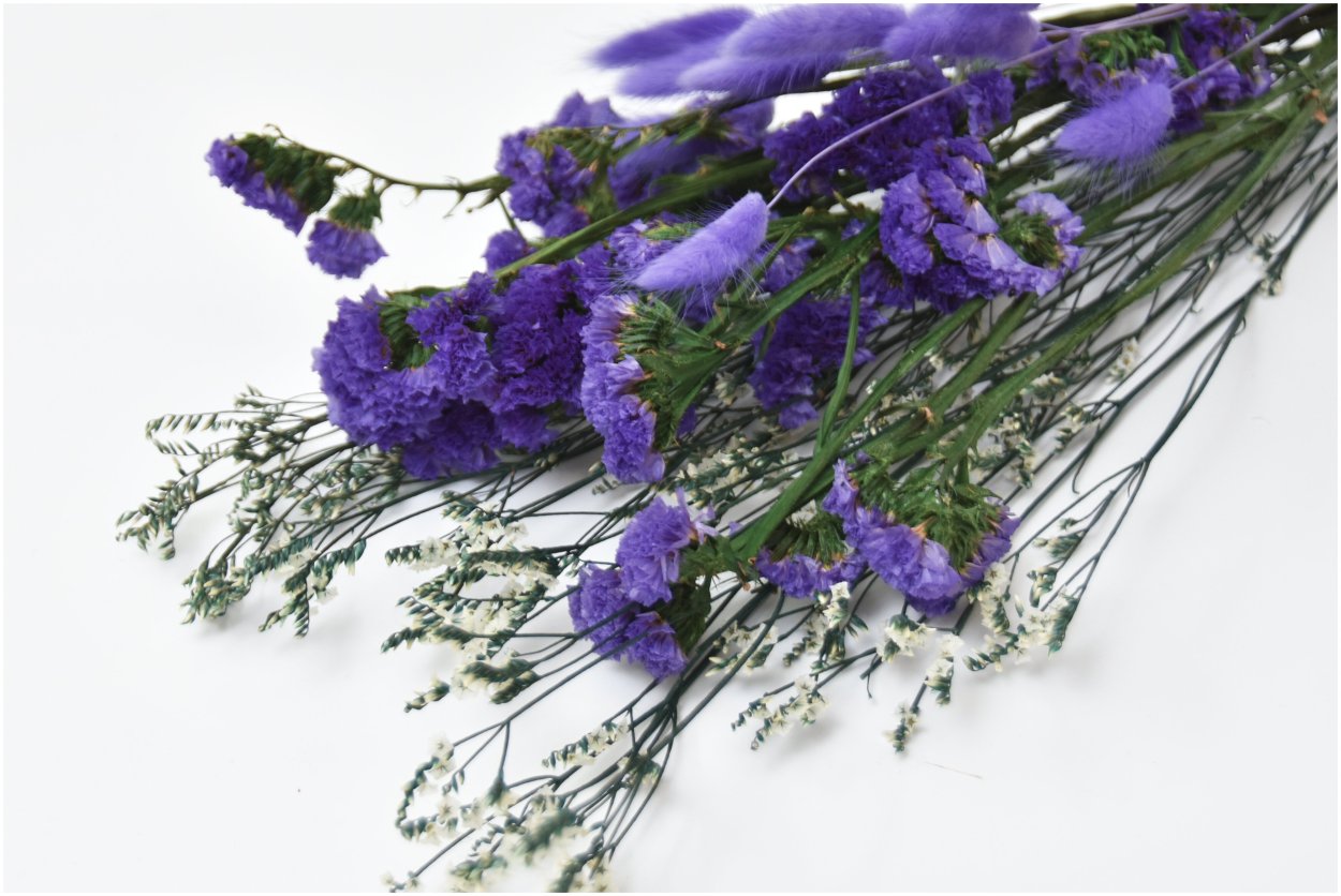 Лагурус и статица