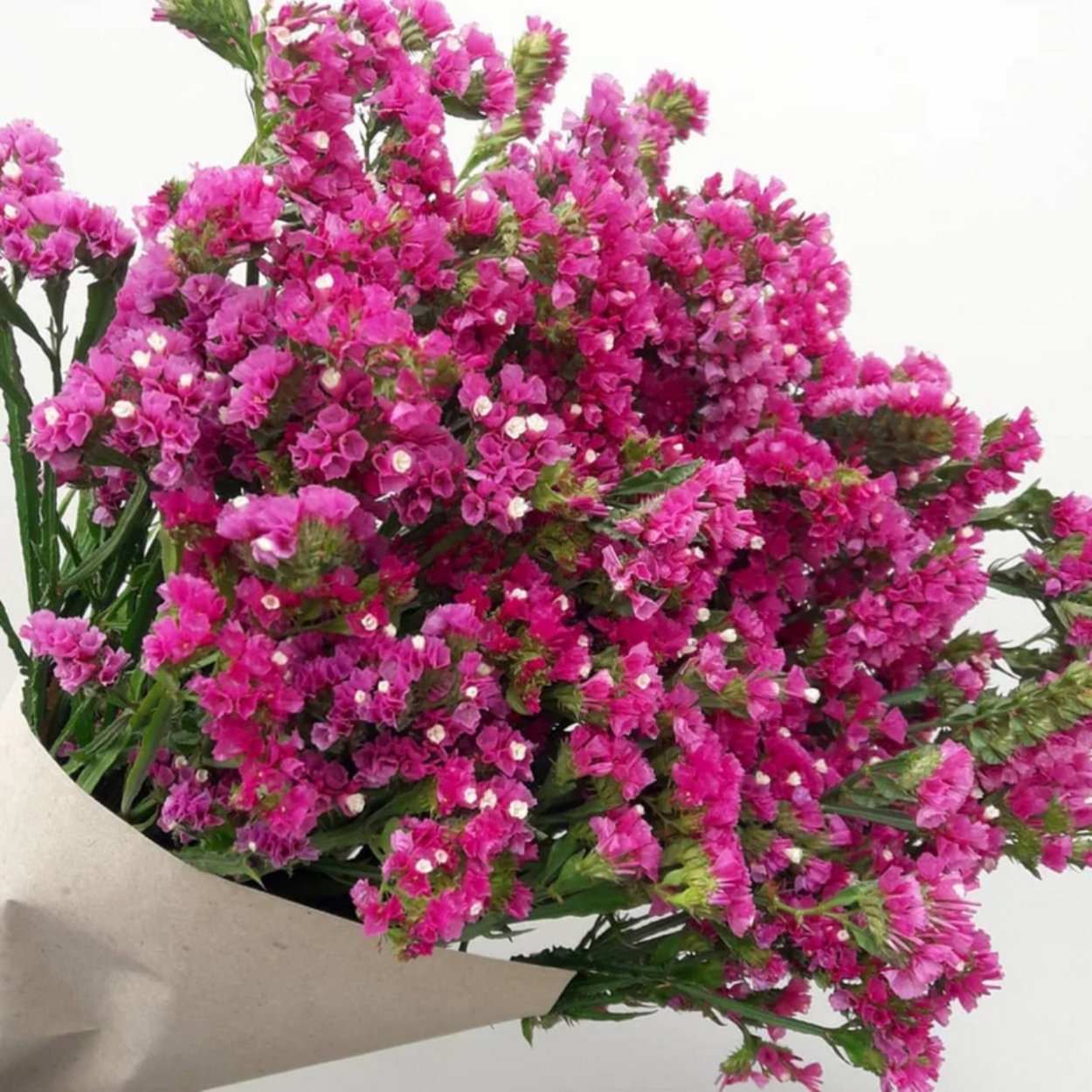 Статица Суприм розовая