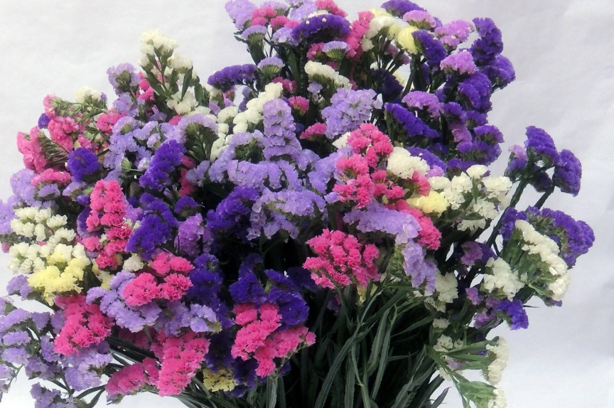 Статица Крымская cмесь