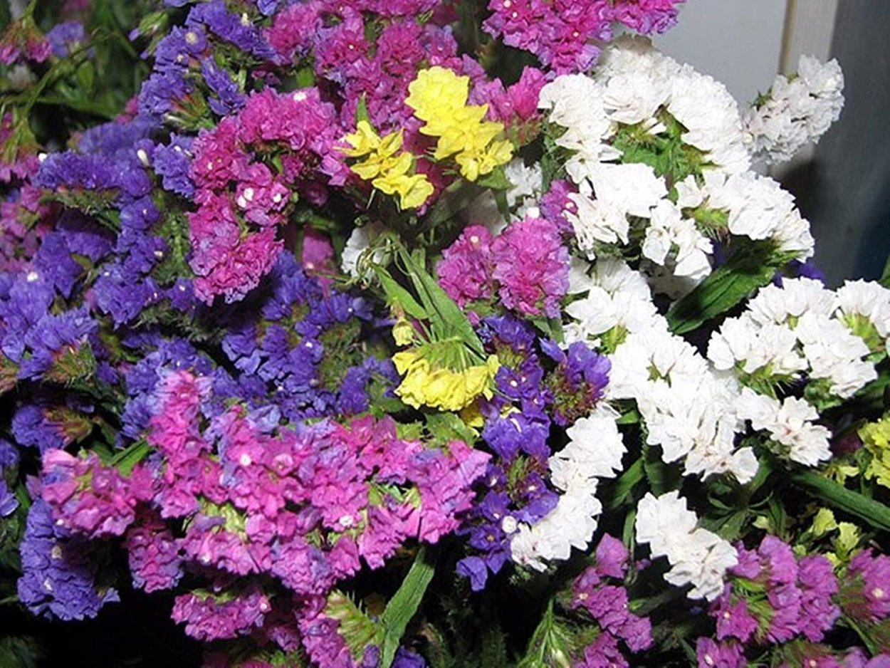 Статица Крымская cмесь