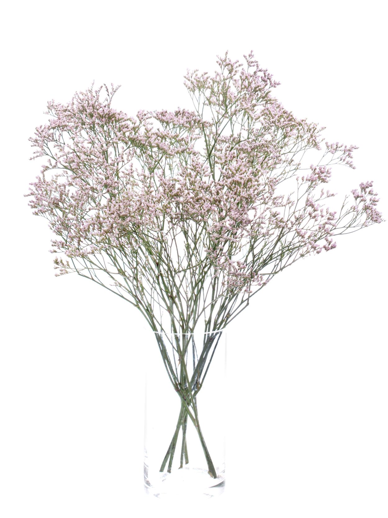 Лимониум Пинк Эмили