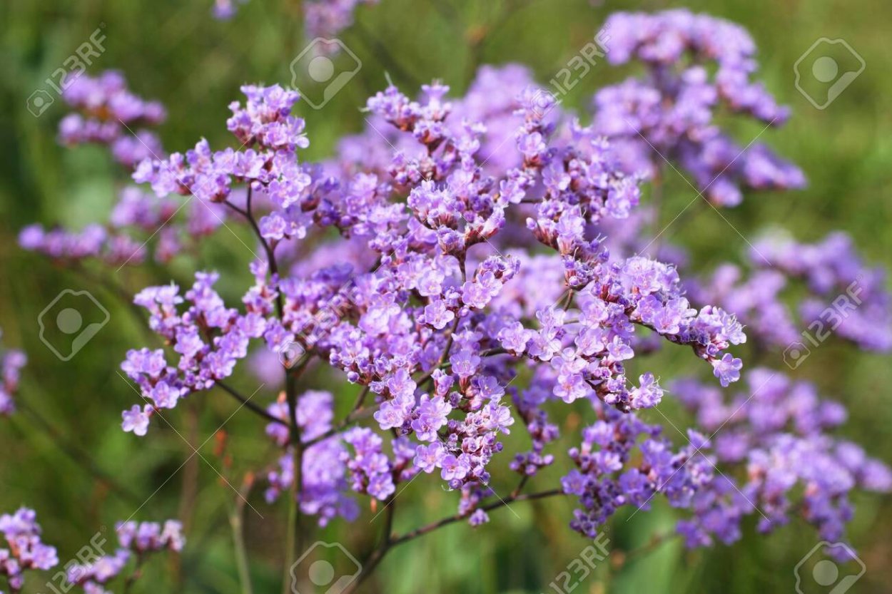 Кермек Гмелина купить корень