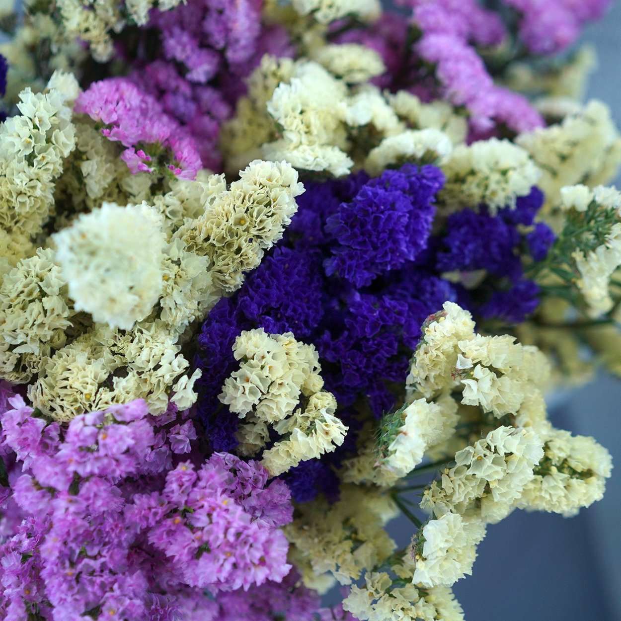 Сухоцветы кермек лимониум