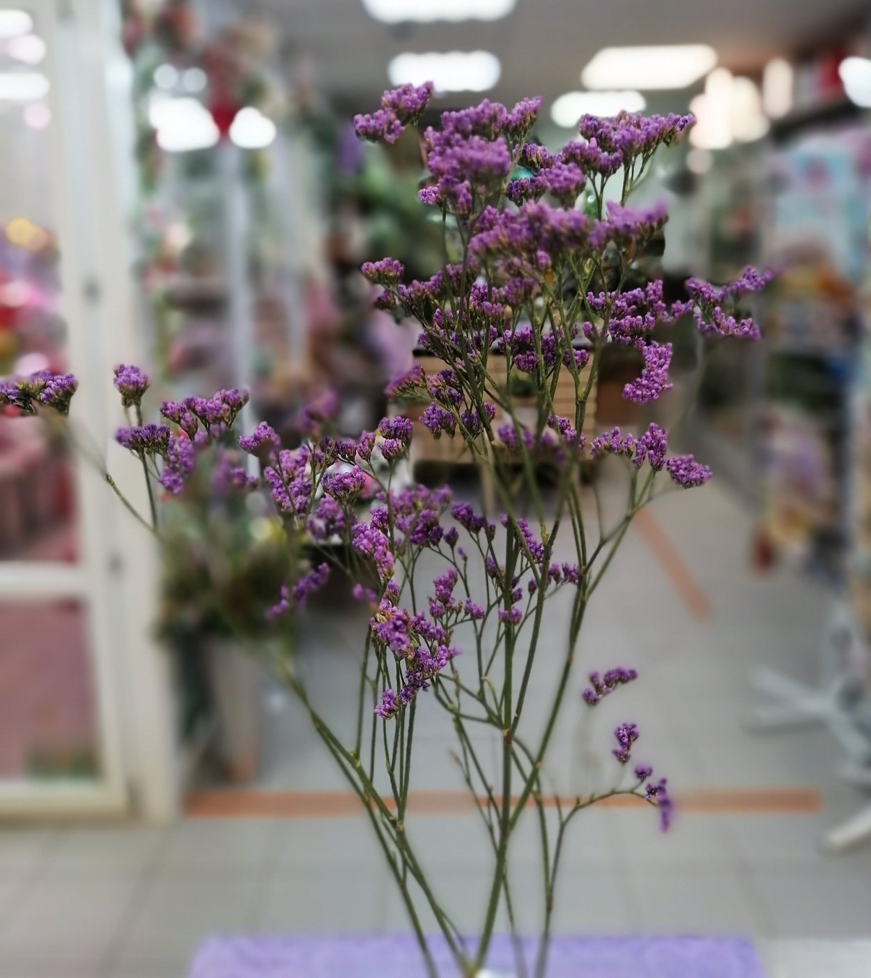 Статица синяя полночь