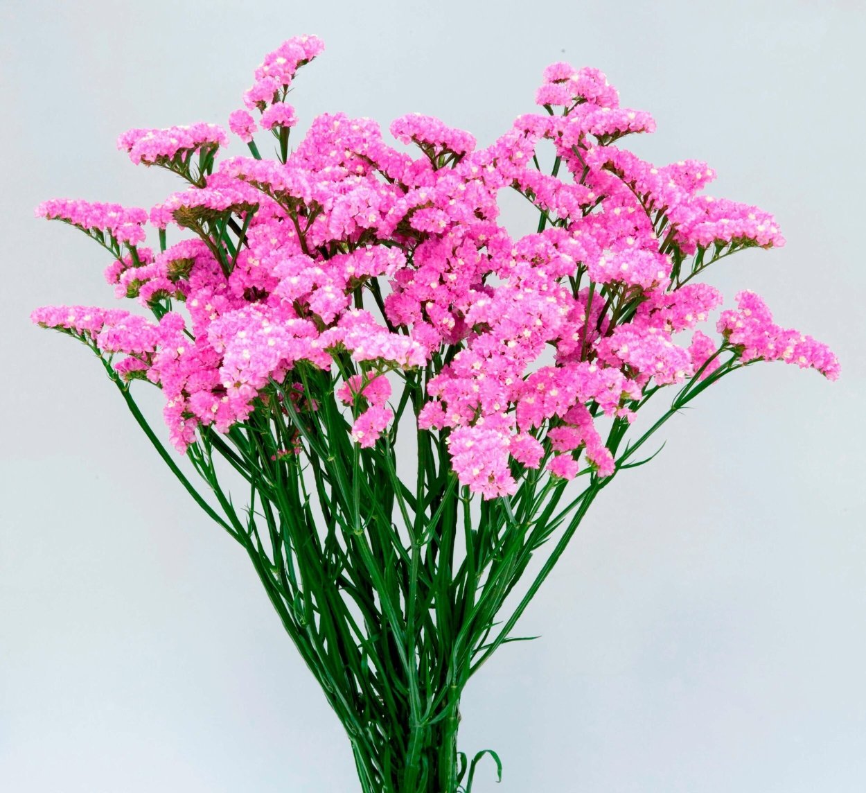 Сухоцветы кермек лимониум