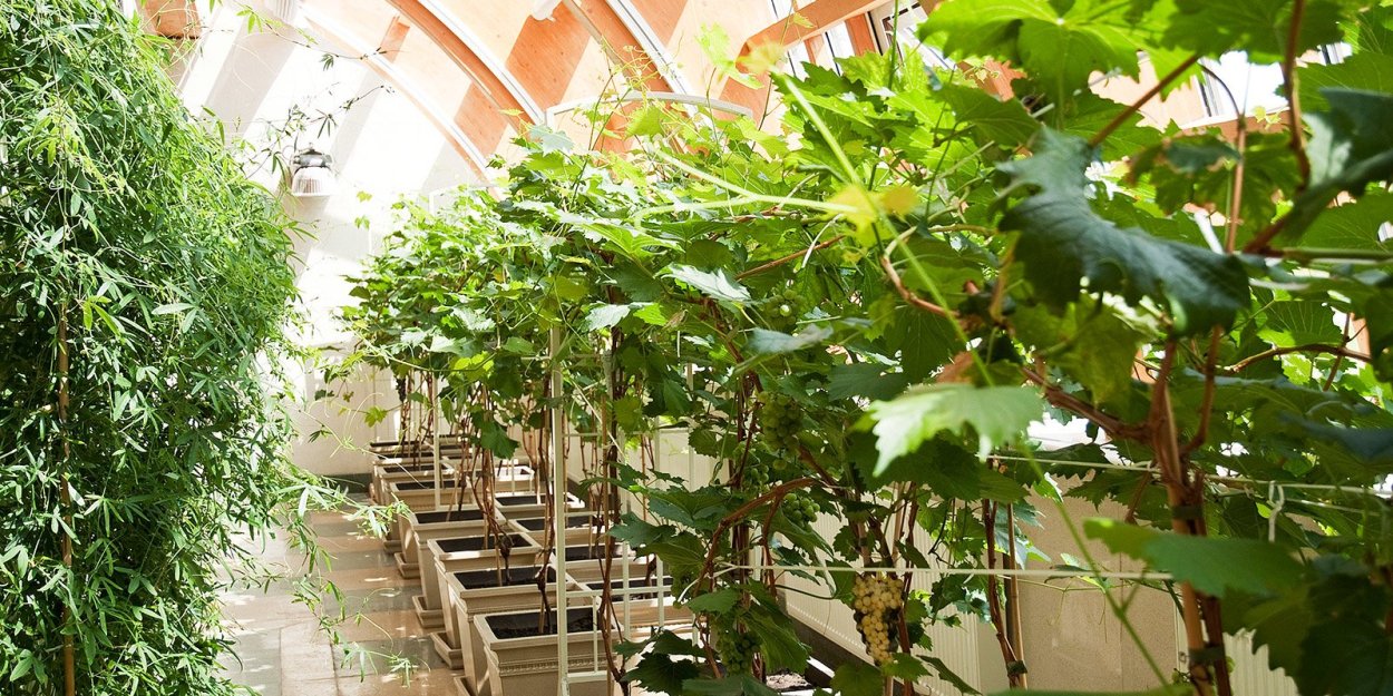 Парк Царицыно Оранжерейный комплекс